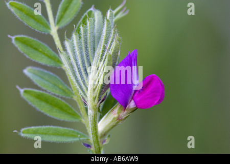 Vesce commune Vicia sativa detal fleur de Nice avec l'arrière-plan flou bedfordshire potton Banque D'Images