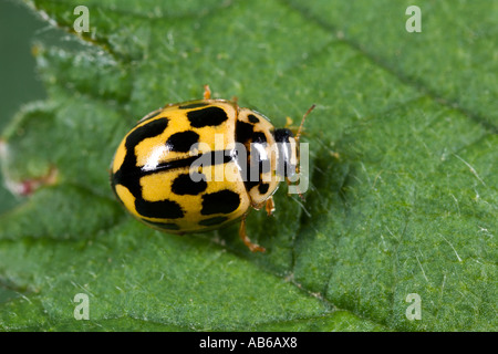 Coccinelle Propylea quattuordecimpunctata spot 14 sur feuilles présentant des caractéristiques potton bedfordshire Banque D'Images