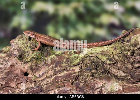 Lézard Lacerta vivipara commun au repos sur log in sun avec nice hors focus contexte bedfordshire potton Banque D'Images