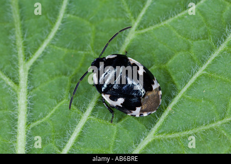 Sehirus bicolor Bug Shield pied sur feuilles présentant des caractéristiques Banque D'Images