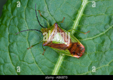 Hawthorn Shieldbug Acanthosoma haemorrhoidale sur feuilles présentant des caractéristiques potton bedfordshire Banque D'Images