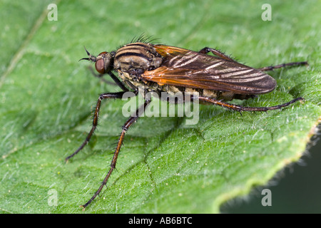 Empis tessellata flie danse sur feuilles présentant de façon détaillée et de marquages potton bedfordshire Banque D'Images