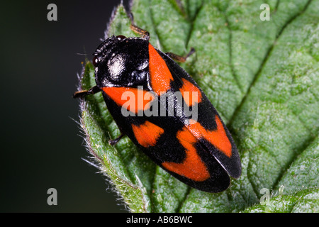 Cercopis vulnerata sur feuilles présentant des caractéristiques et détails bedfordshire potton Banque D'Images