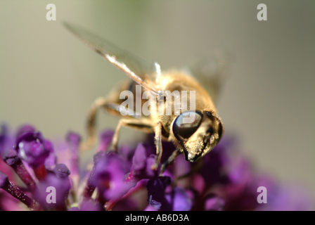 Le miel abeille ouvrière se nourrissent d'une fleur pourpre Buddleja Loganiaceae Alsager dans un jardin de Cheshire England Royaume-Uni UK Banque D'Images