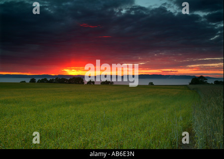 Cornfield et coucher de soleil d'été par l'Oslofjord sur l'île Jeløy, à Moss kommune, Østfold fylke, Norvège, Scandinavie. Banque D'Images