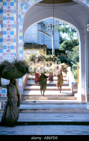 Les femmes de transporter de grosses charges lourdes de foin sur leurs têtes,Rajasthan, Inde Banque D'Images
