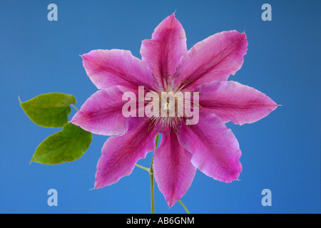 Portrait de fleur de clematis 'ddocteur ruppel' contre fond bleu Banque D'Images