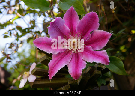 Clematis ' Docteur Ruppel' dans le feuillage en croissance . Banque D'Images