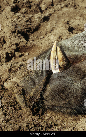 Sanglier mâle muselière Sus scrofa Banque D'Images