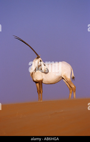 L'oryx Oryx leucoryx debout dans le sable Banque D'Images