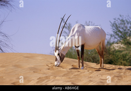 L'oryx Oryx leucoryx debout dans le sable Banque D'Images