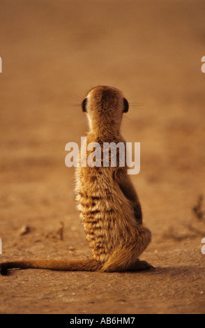 Vue arrière assis suricate Suricata suricatta Banque D'Images