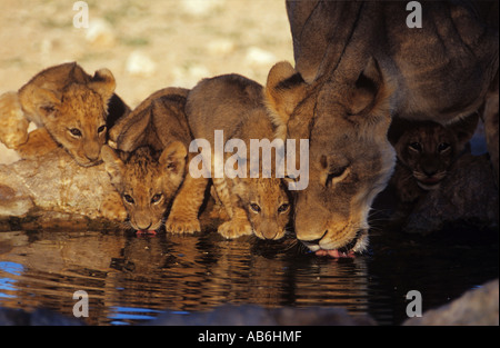 Lionne avec oursons boire Panthera leo Banque D'Images