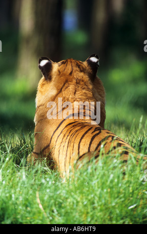 Tigre du Bengale Royal on meadow / Panthera tigris tigris Banque D'Images