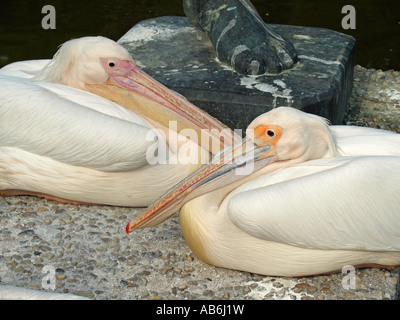 Le Pélican blanc Pelecanus onocrotalus pélicans Pelecanidae Pelecanus couple Banque D'Images