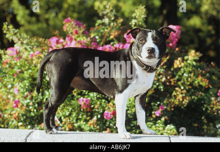 Staffordshire Bullterrier debout devant des fleurs Banque D'Images