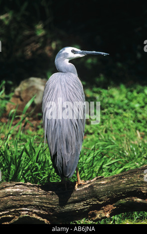 Heron Egretta novaehollandiae face blanche Banque D'Images