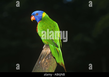 Trichoglossus haematodus lory rainbow Banque D'Images