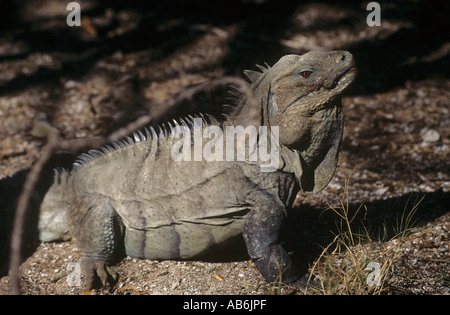 Iguane rhinocéros Cyclura cornuta Banque D'Images