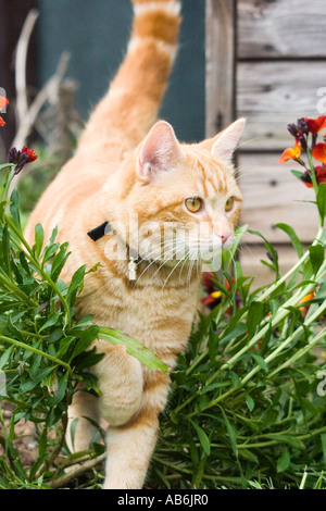 Ginger tom cat émergeant de plantes alors que sur le prowl Banque D'Images