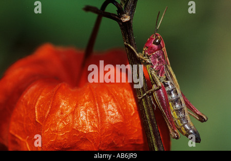 Le criquet grande Mecostethus grossus Stethophyma grossum Banque D'Images