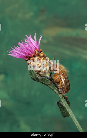 Chaise d'été, European June Beetle (Amphimallon solstitiale) sur fleur Banque D'Images