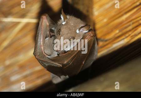 Grande tyrolienne Pteropus vampyrus Banque D'Images