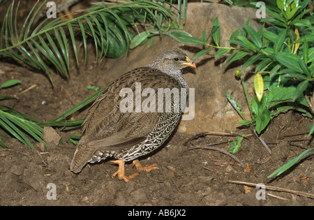 Francolin Pternistis natalensis natal Banque D'Images