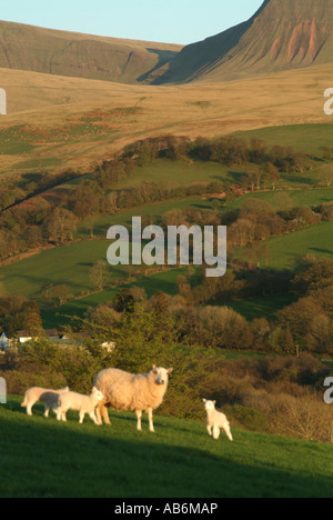 Les moutons au printemps Bannau Sir Gaer Banque D'Images