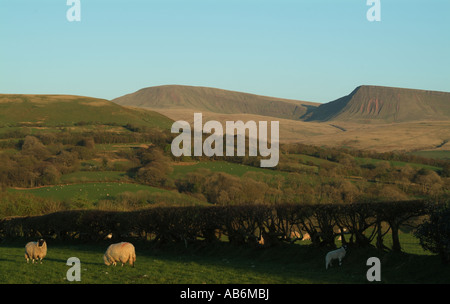 Les moutons au printemps au crépuscule Carmarthenshire cars Banque D'Images