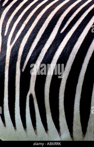 Une étude approfondie d'un zèbre dans Linton zoo, Cambridgeshire, Angleterre. Banque D'Images