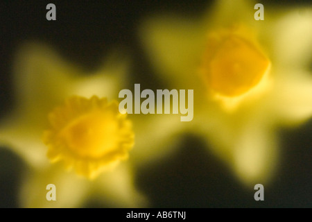 Jonquilles jaune tourné sur fond noir sous verre dépoli Banque D'Images