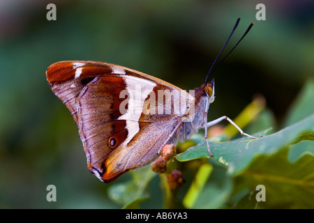 Purple Emperor (Apatura iris) assis sur nice avec feuille de chêne hors focus contexte bedfordshire potton Banque D'Images