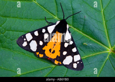 Spot crème Arctia villica Tiger Moth au repos sur feuille avec les extensions d'ailes montrant en partie ouverte Banque D'Images