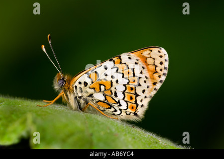 Glanville Fritillary Melitaea cinxia au repos sur feuille avec l'arrière-plan flou sombre Banque D'Images