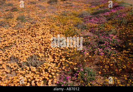 Une couette de fleurs sauvages au Namaqualand une semi-désertiques en Afrique du Sud venant en vie au printemps après la pluie Banque D'Images