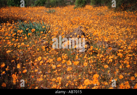 Une couette de fleurs sauvages au Namaqualand une semi-désertiques en Afrique du Sud venant en vie au printemps après la pluie Banque D'Images