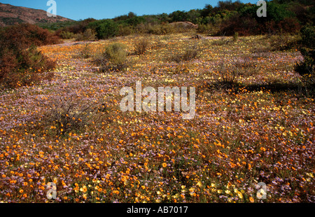 Une couette de fleurs sauvages au Namaqualand une semi-désertiques en Afrique du Sud venant en vie au printemps après la pluie Banque D'Images