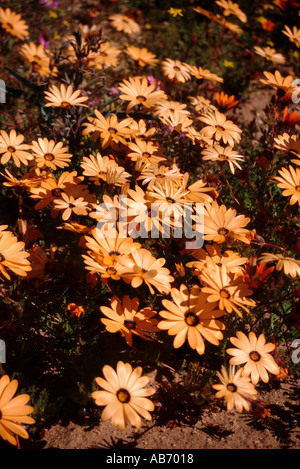 Fleurs sauvages au Namaqualand une semi-désertiques en Afrique du Sud venant en vie au printemps après la pluie Banque D'Images