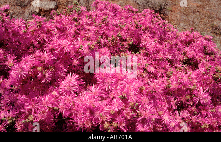 Fleurs sauvages au Namaqualand une semi-désertiques en Afrique du Sud venant en vie au printemps après la pluie Banque D'Images