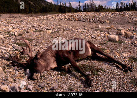 Des corps morts du caribou des bois (Rangifer tarandus) Buck tués au combat par un homme plus fort, le nord de la Colombie-Britannique, British Columbia, Canada Banque D'Images