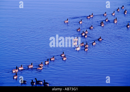 Les Bernaches du Canada avec nom latin de Branta canadensis dans British Columbia Canada Banque D'Images