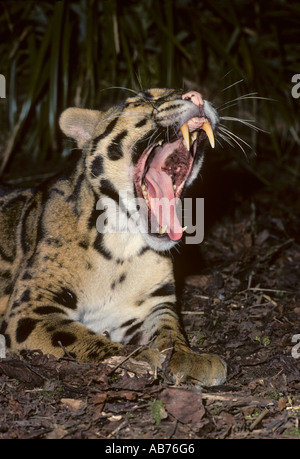 Léopard obscurci ( Neofelis nebulosa ), parc animalier captif de Port Lympne, Kent, Royaume-Uni. Homme adulte montrant de longues dents canines Banque D'Images