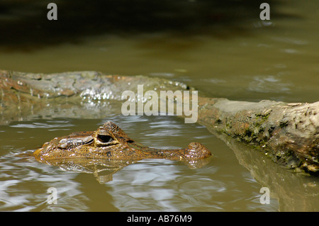 Tête de Caïman à lunettes en Parc National de Tortuguero, Costa Rica, Amérique Centrale Banque D'Images