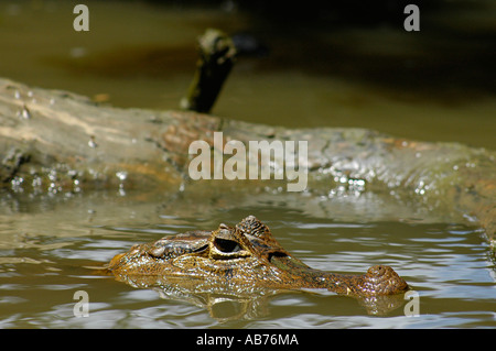 Tête de Caïman à lunettes en Parc National de Tortuguero, Costa Rica, Amérique Centrale Banque D'Images