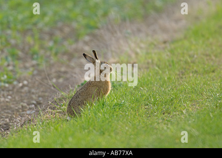 Lièvre brun Lepus capensis européenne (ou Lepus europaeus) à la bordure du champ du Hertfordshire, Angleterre Avril Banque D'Images