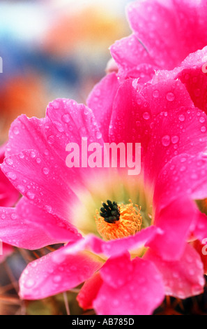 Rainbow hedgehog Echinocereus sp Banque D'Images