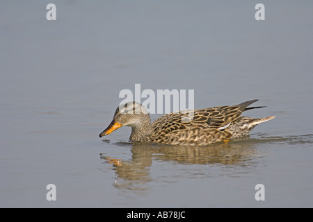 Le Canard chipeau Anas strepera canard femelle ou natation Norfolk Angleterre peuvent Banque D'Images