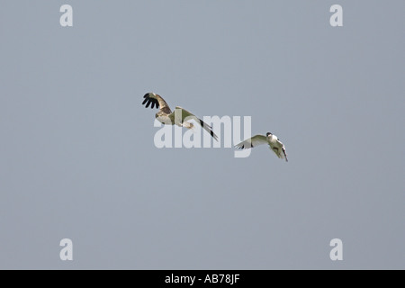 Busard des roseaux Circus aeruginosus homme en vol est poursuivi par Avocette élégante Recurvirostra avosetta Norfolk Angleterre peuvent Banque D'Images