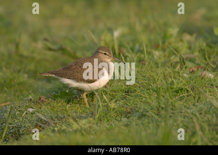 Actitis hypoleucos Common sandpiper Norfolk Angleterre adultes d'été peuvent Banque D'Images